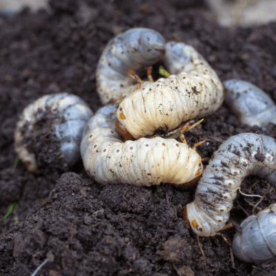 These grubs eat your grass roots and cause brown spots in your lawn