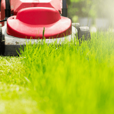 Ticks love long grass so make sure you mow your lawn often to keep the ticks at bay.