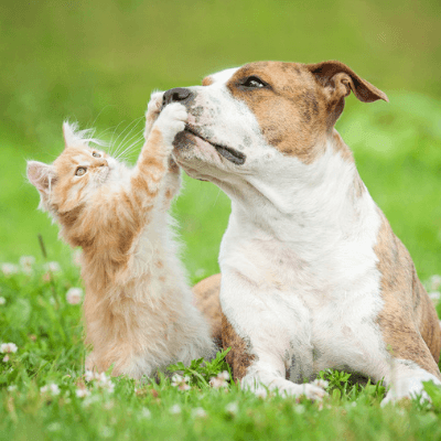 Pets are cute, but their urine can cause brown spots in your lawn