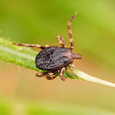 Tick related illnesses are affecting humans and animals alike all over the US. This tick is waiting to hop onto its next victim.
