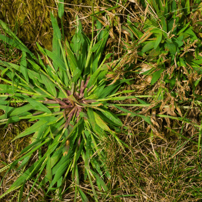Crabgrass is the enemy!