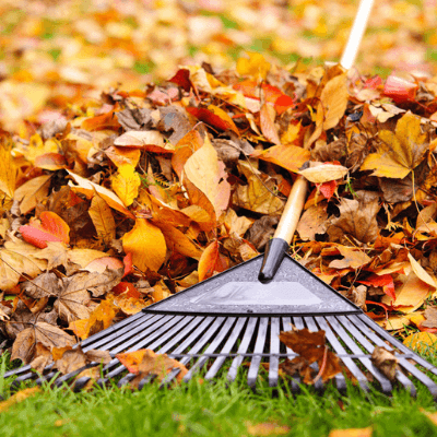 fall lawn care, remember to rake your leaves