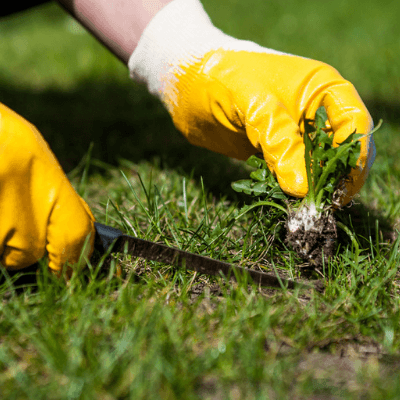 fall lawn care, weed control is a great idea for the fall
