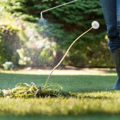 Weed control will prevent weeds from spreading in Mount Laurel, NJ