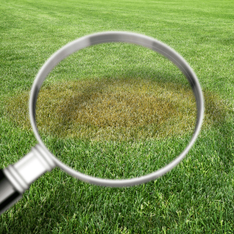 Figure out what those brown spots in your lawn are