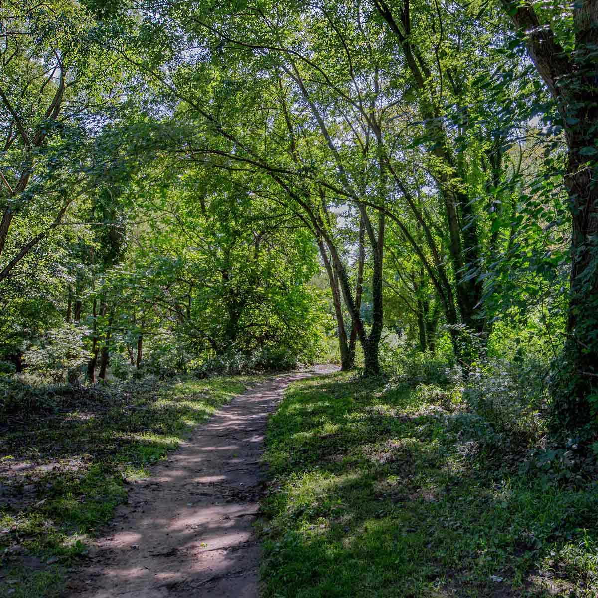 Walk beautiful wooded trails at Pennypacker Park near Haddonfield, NJ.