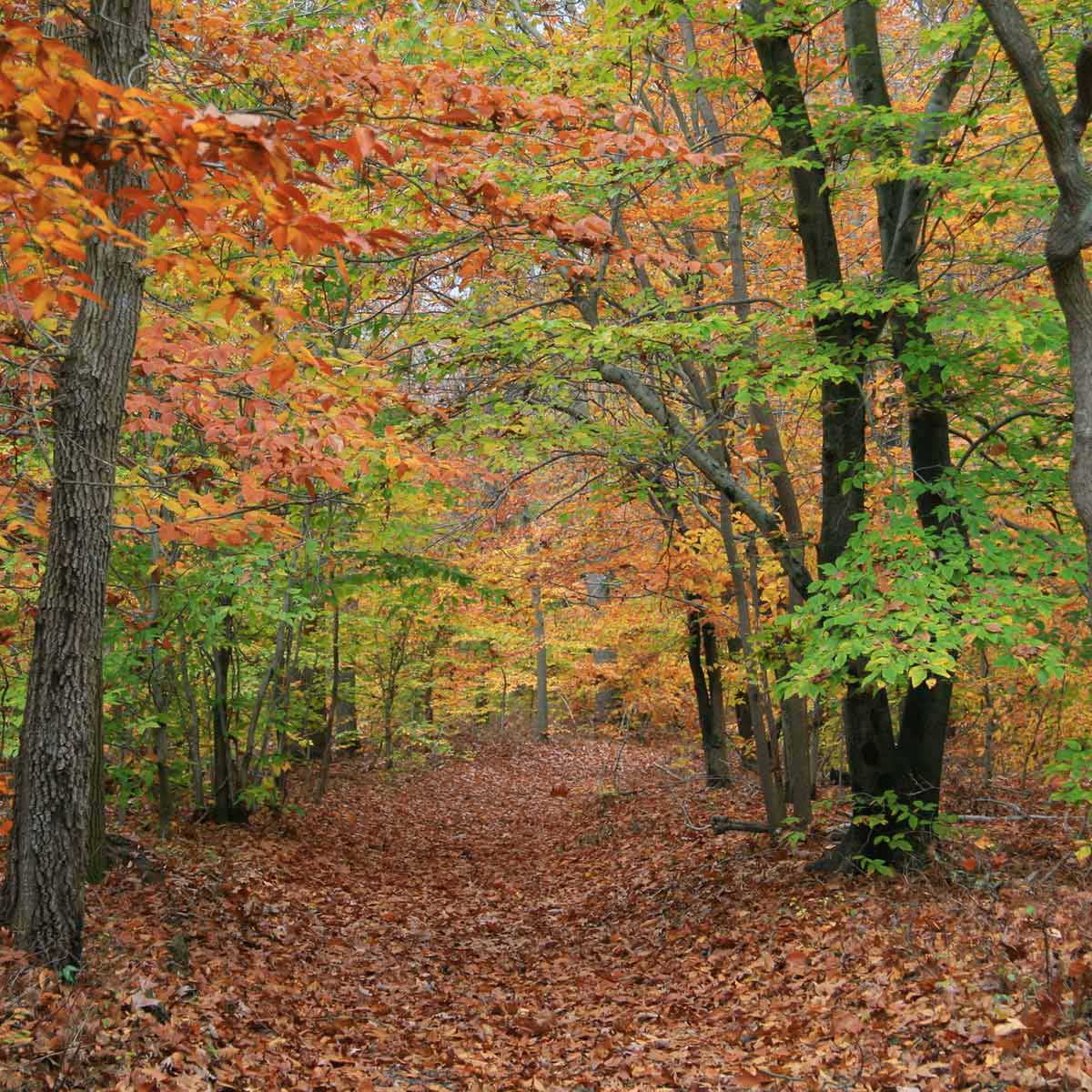 There is excellent hiking at Rancocas State Park near Mount Laurel, NJ.