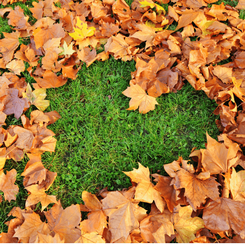 Fall lawn care, fall leaves in the shape of a heart