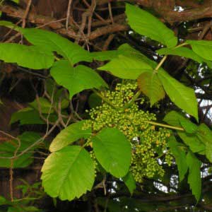common poisonous plants found in new jersey