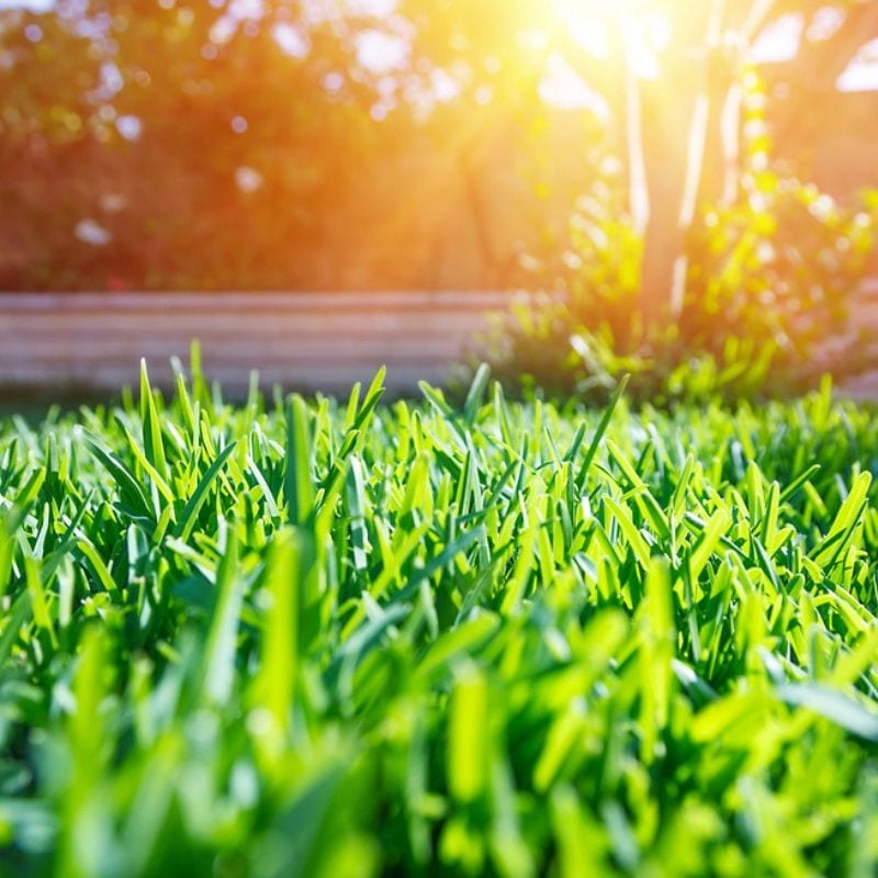 Our summer lawn care tips will help you boost the health and beauty of your Cherry Hill, NJ lawn this summer.