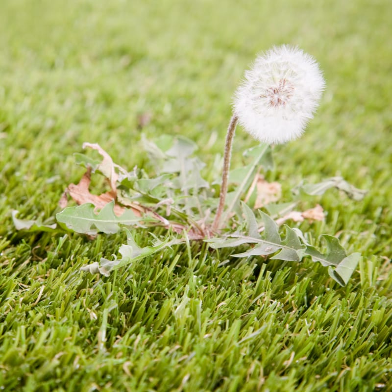 Get rid of ugly weeds from your lawn
